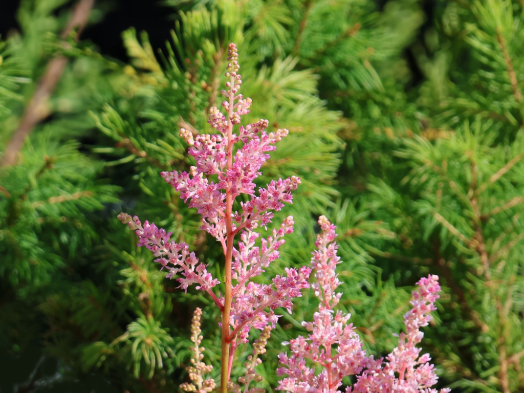 Arends Astilbe ‘Darwin’s Dream’ Elegante Blütenpracht für halbschattige Gärten